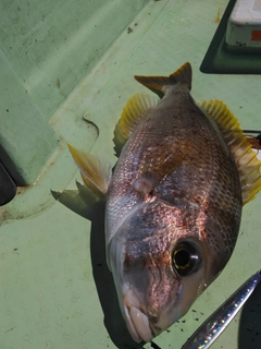 サザナミダイの釣果