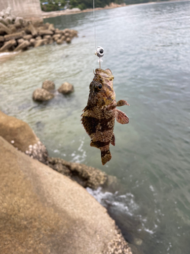 ムラソイの釣果