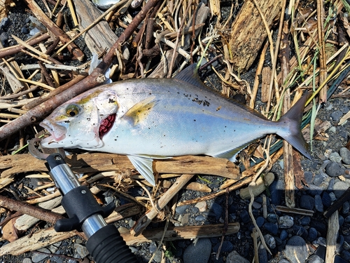 ショゴの釣果