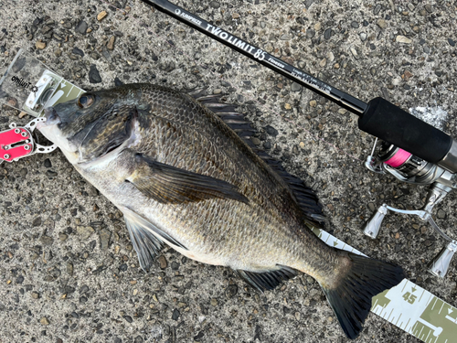 チヌの釣果