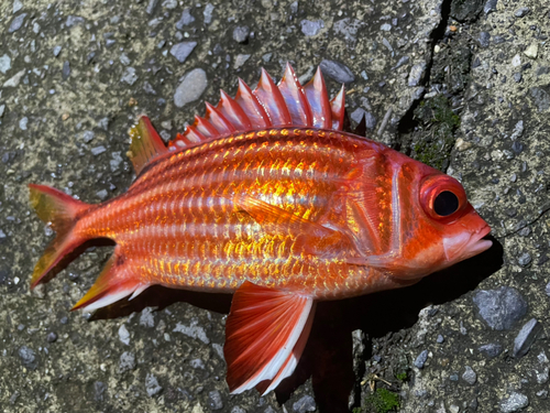 アヤメエビスの釣果