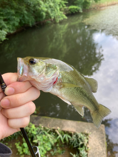 ラージマウスバスの釣果