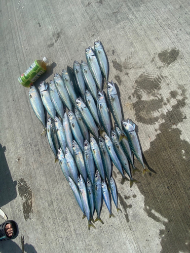 サバの釣果