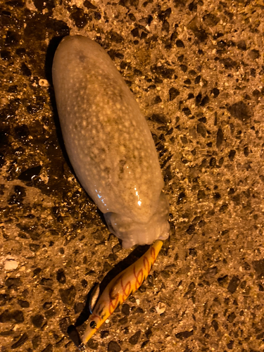 シリヤケイカの釣果