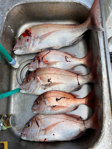 マダイの釣果