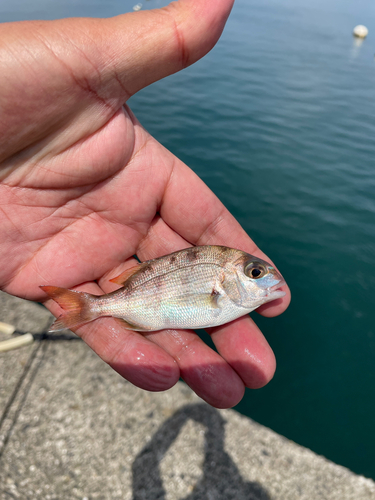 チャリコの釣果