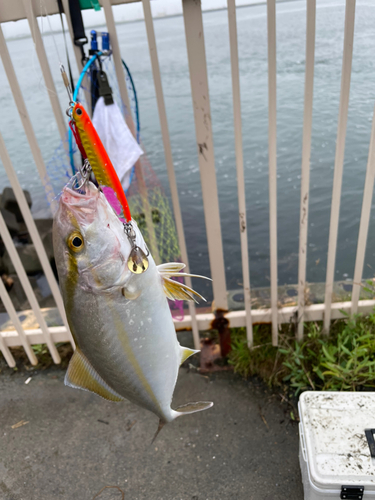 ショゴの釣果