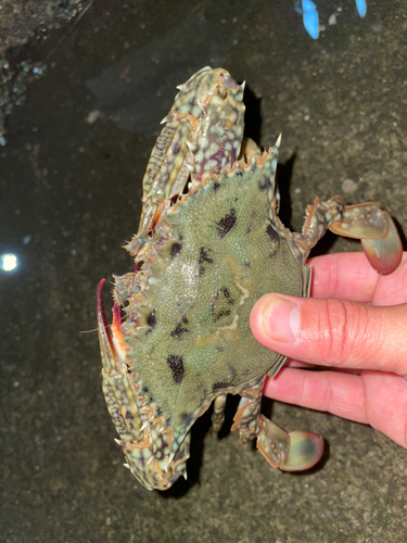 カニの釣果