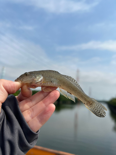 ハゼの釣果