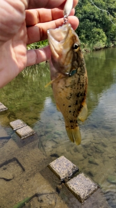 オヤニラミの釣果