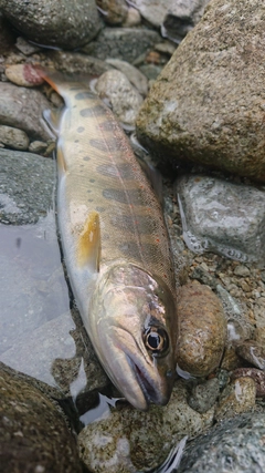 アマゴの釣果