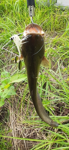 ナマズの釣果