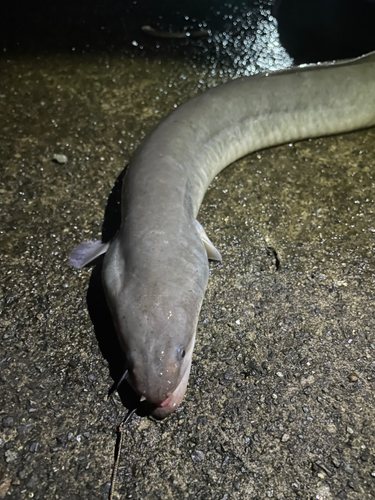 ウナギの釣果