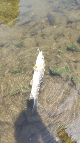 ニゴイの釣果