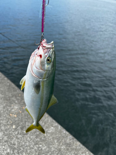 ワカシの釣果