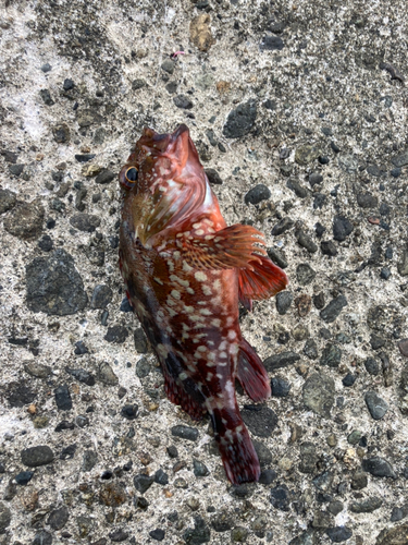 イシガキダイの釣果