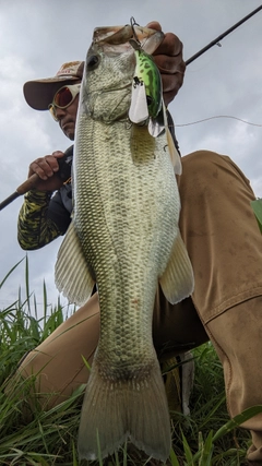 ブラックバスの釣果