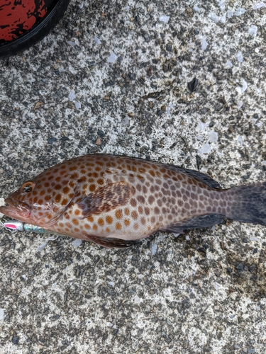 オオモンハタの釣果