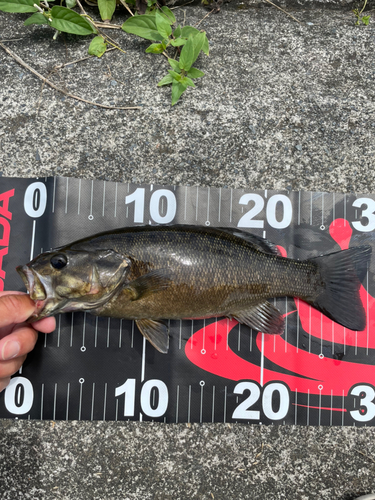 スモールマウスバスの釣果