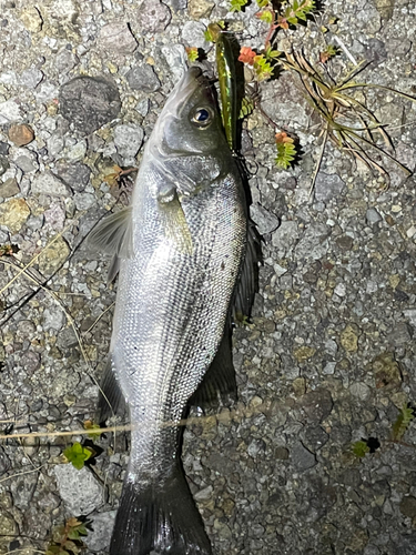 スズキの釣果