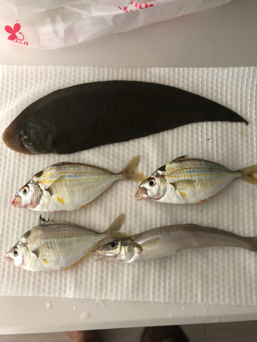 シタビラメの釣果