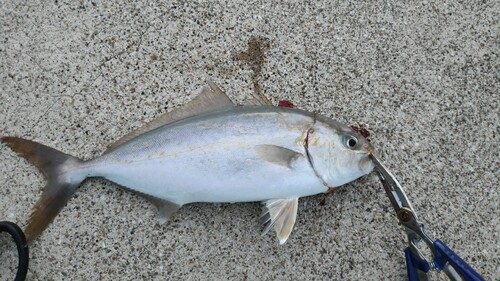 ネリゴの釣果