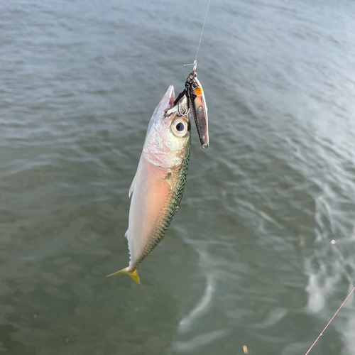 ゴマサバの釣果