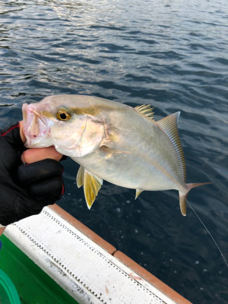 Neiさんの釣果 1枚目の画像