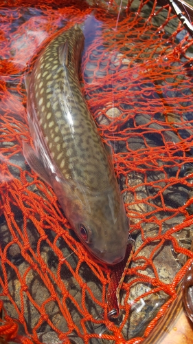 エゾイワナの釣果