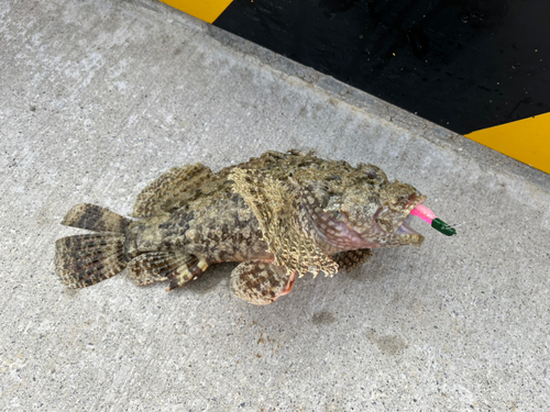 イヌカサゴの釣果