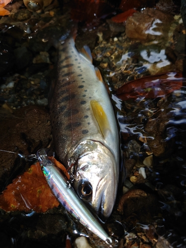 ヤマメの釣果