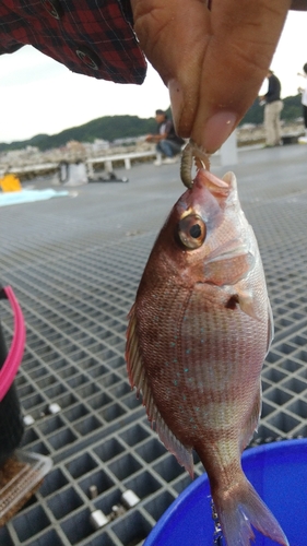 チャリコの釣果