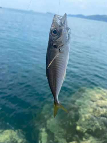 クロの釣果