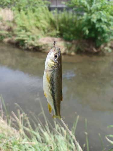 カワムツの釣果