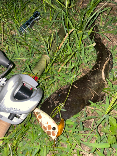 ナマズの釣果