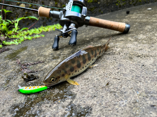 ヤマメの釣果