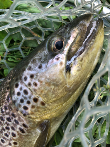 ブラウントラウトの釣果