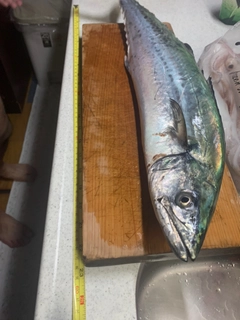 サゴシの釣果