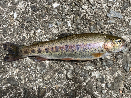 ニジマスの釣果