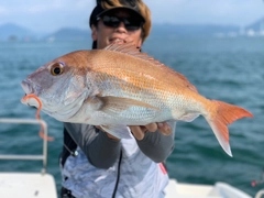 マダイの釣果