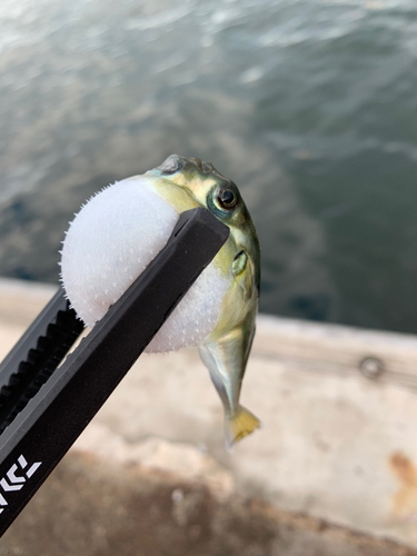 クサフグの釣果