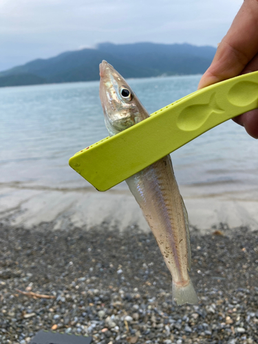 キスの釣果