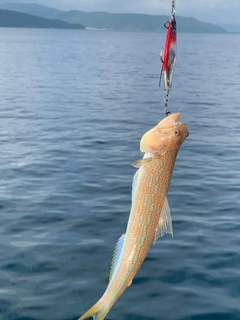 エソの釣果