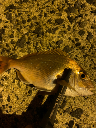 マダイの釣果