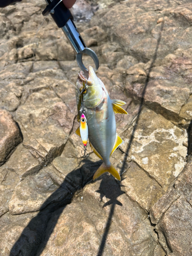 ショゴの釣果