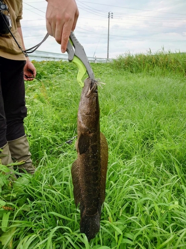 ライギョの釣果