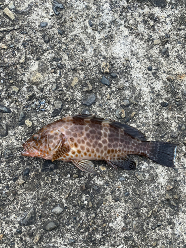 オオモンハタの釣果