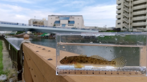 マハゼの釣果