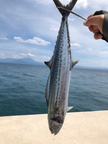 サゴシの釣果