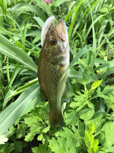 ラージマウスバスの釣果